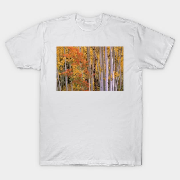 Aspens At Independence Pass Colorado T-Shirt by RhysDawson